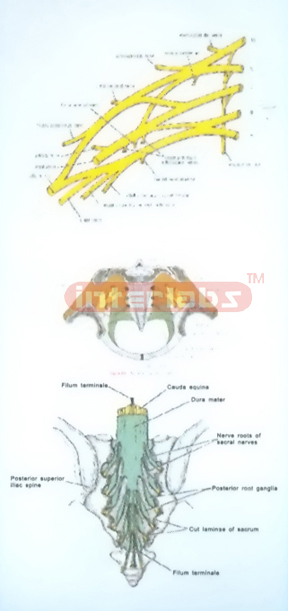 HANGING HUMAN PLEXUSES OF THE NECK, COCCYX AND PELVIS CAVITY